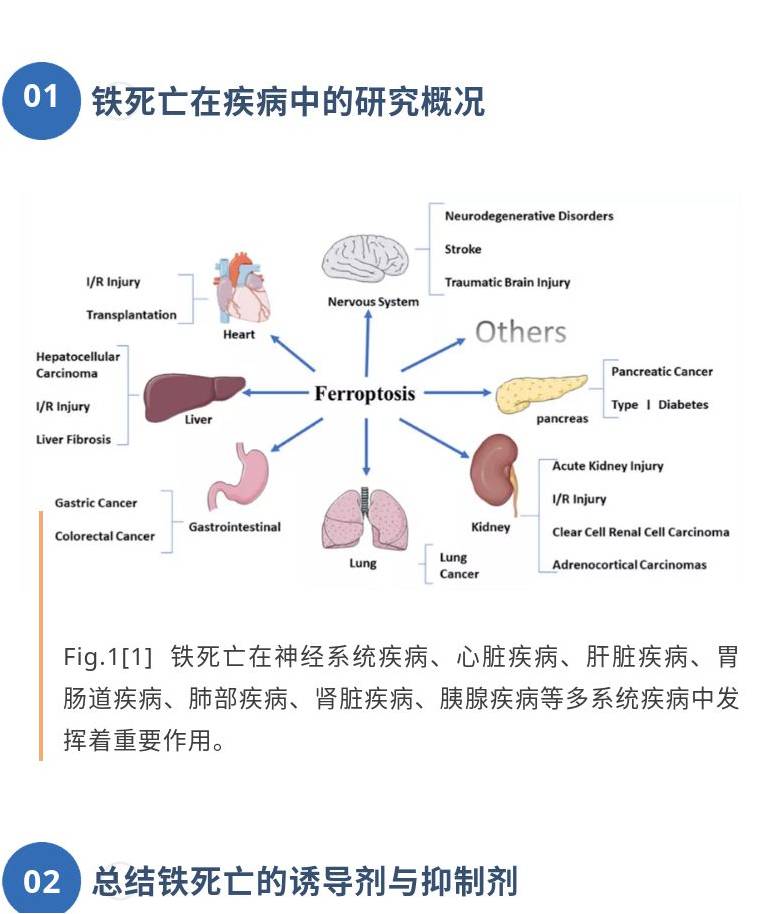 铁死亡研究大盘点