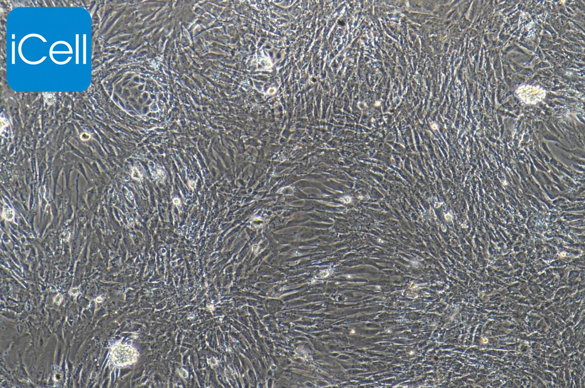 小鼠淋巴管内皮细胞/免疫荧光鉴定