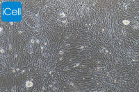 小鼠淋巴管内皮细胞/免疫荧光鉴定