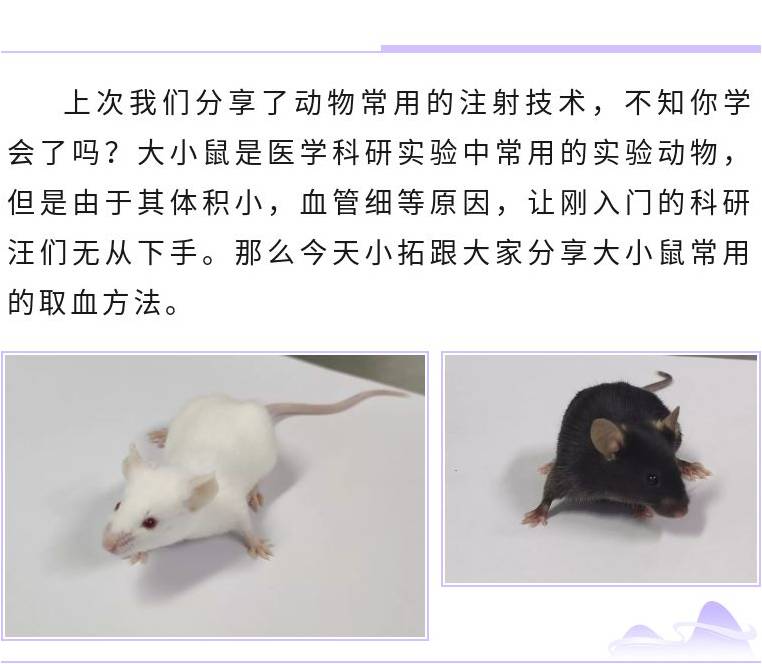 【拓普课堂】-大小鼠的取血方法