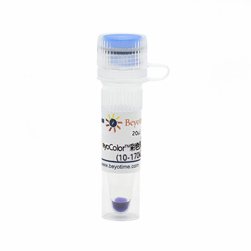 BeyoColor™彩色预染蛋白分子量标准(10-170kD)(试用装)