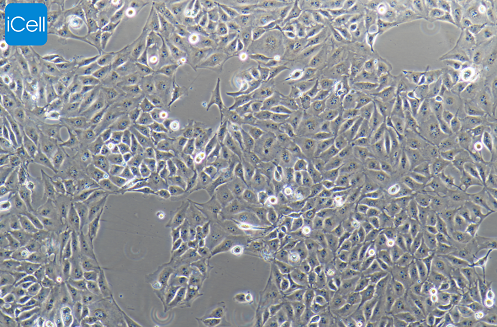 PK-15 猪肾细胞/种属鉴定/镜像绮点（Cellverse）