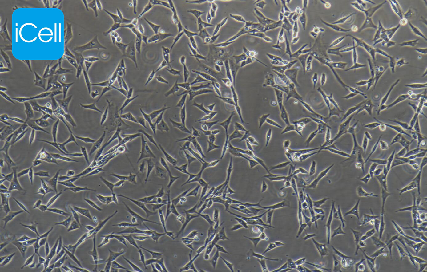 Duck embryo 鸭胚成纤维细胞（永生化）/种属鉴定