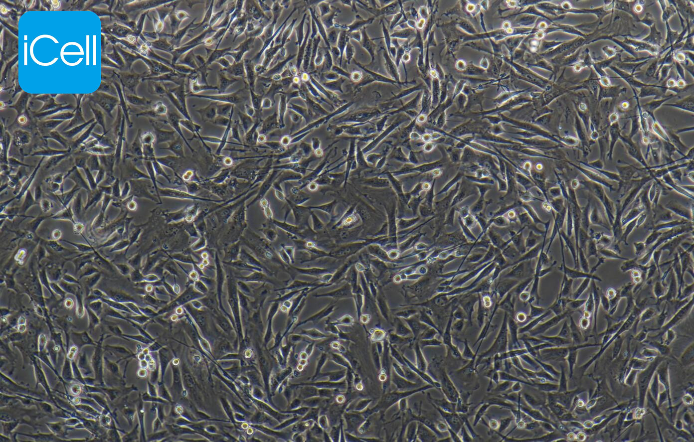 OAR-L1 绵羊肺成纤维细胞/种属鉴定/镜像绮点（Cellverse）