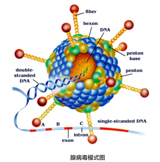AAV腺相关病毒干扰和过表达定制