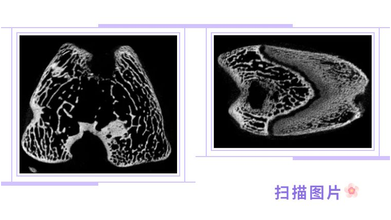Micro-CT 技术参数如何解读？-公司新闻-深圳灵赋拓普生物科技有限公司