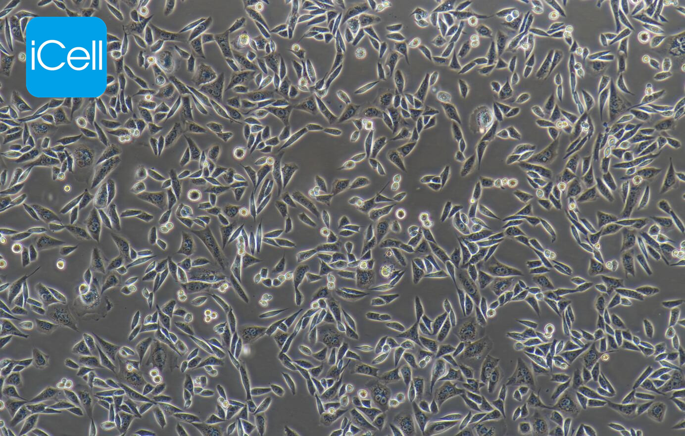 CHO-K1 中国仓鼠卵巢细胞k1 亚克隆系
