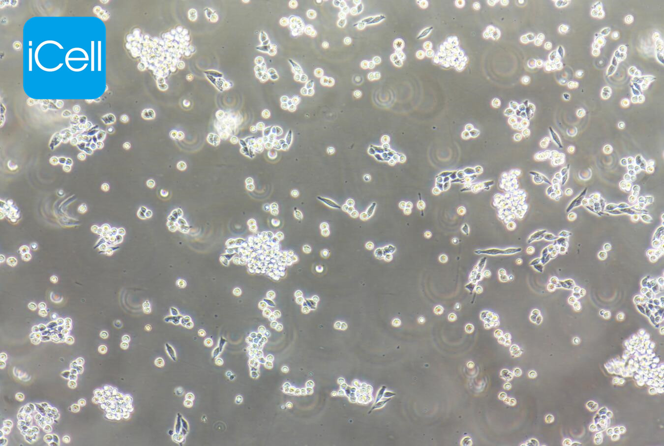 B95-8 EBV 转化的绒猴白细胞/镜像绮点（Cellverse）
