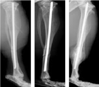 开放性胫骨骨折动物模型
