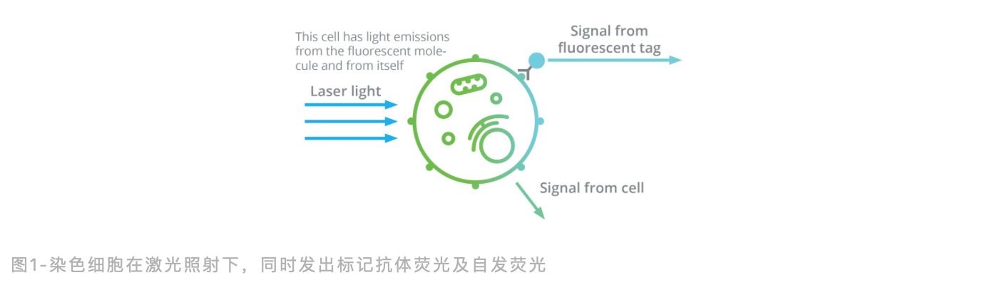 自发荧光高？光谱流式来帮忙！