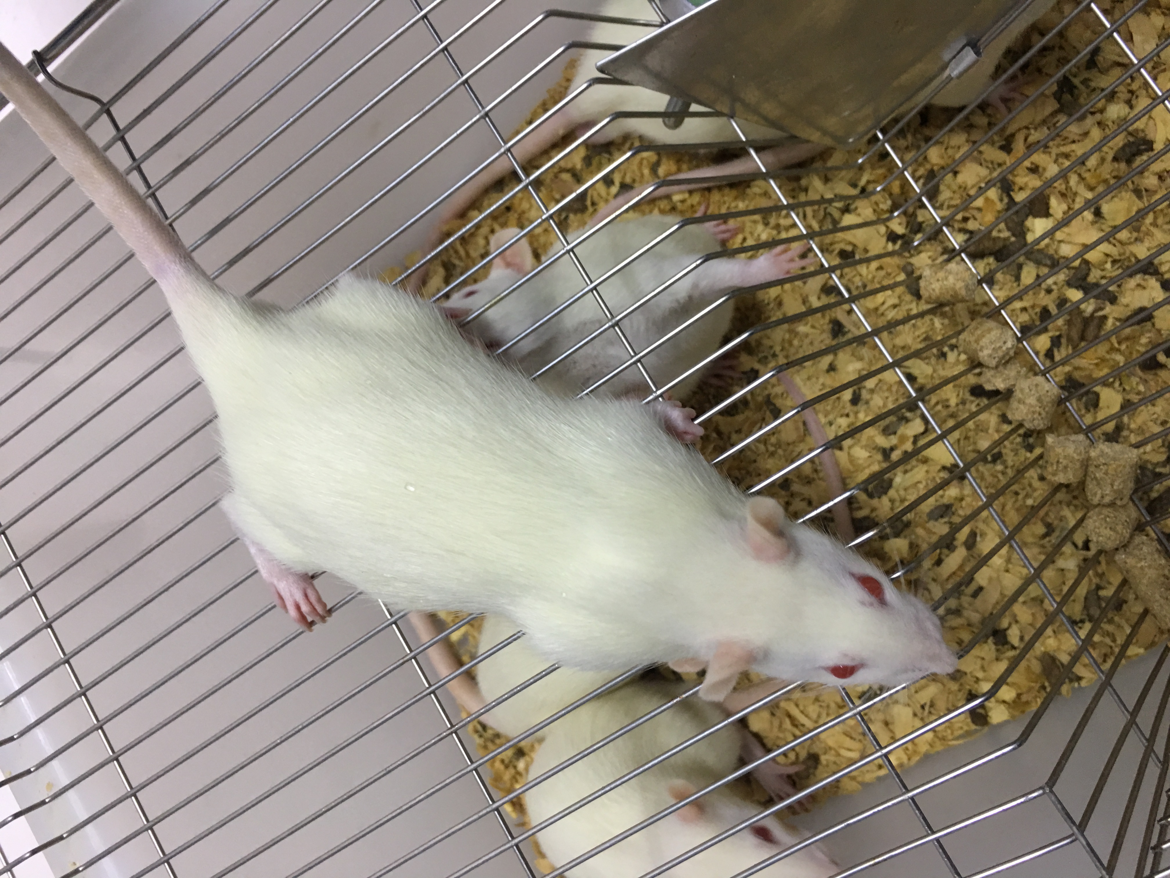 开放性胫骨骨折动物模型