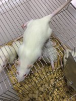 开放性胫骨骨折动物模型