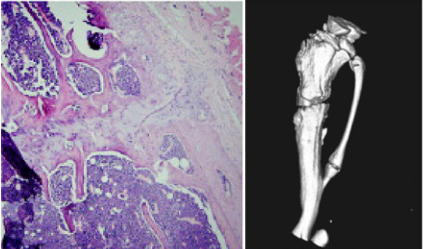 开放性胫骨骨折动物模型