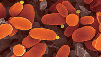 HMGCoA Reductase抑制剂(Simvastatin)