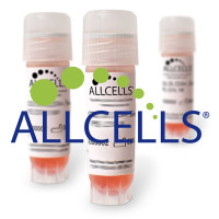 大鼠骨髓间充质干细胞（Rat BM MSC）