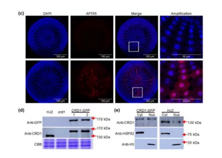 喜报，IF=9.56，西南大学科研团队揭示蚜虫翅型分化的分子调控机制