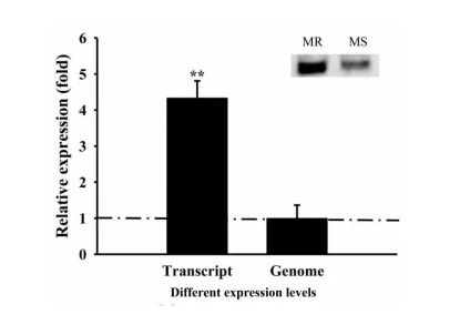 喜报，IF=9.56，西南大学科研团队揭示蚜虫翅型分化的分子调控机制