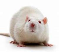 高脂饲料诱导的肥胖（DIO）动物模型