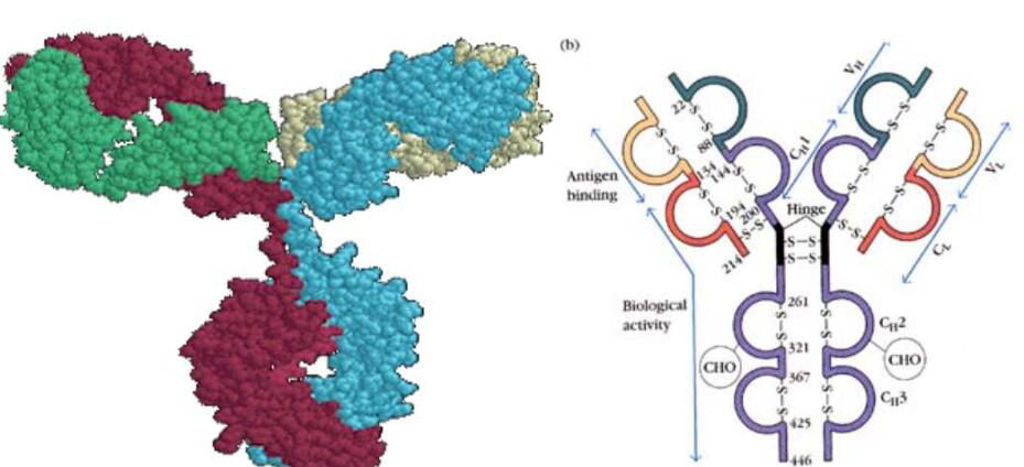 Anti-ATAD3A Polyclonal Antibod