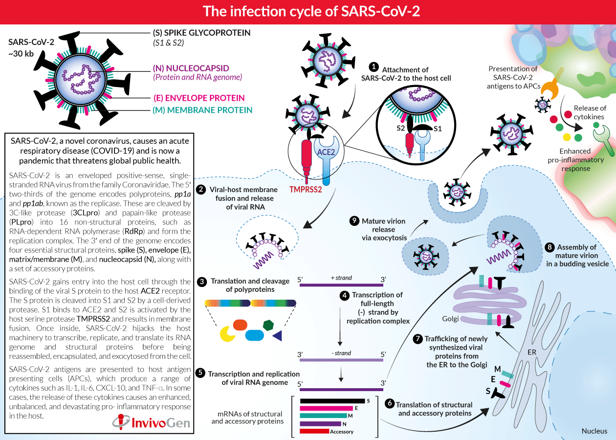 Sars cov 2 ответы на тест. Жизненный цикл SARS-cov-2. Коронавирус SARS-cov-2. Коронавирус строение жизненный цикл. Цикл репликации коронавируса SARS-cov-2.
