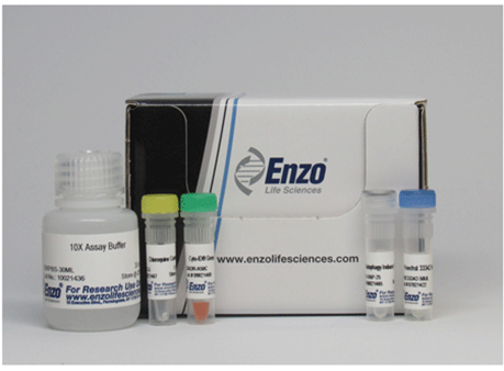 线粒体检测分析