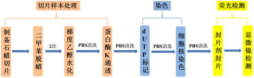TUNEL法检测细胞凋亡常见问题及解决方案