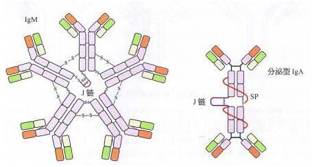 Anti-UBE2B Polyclonal Antibody图片
