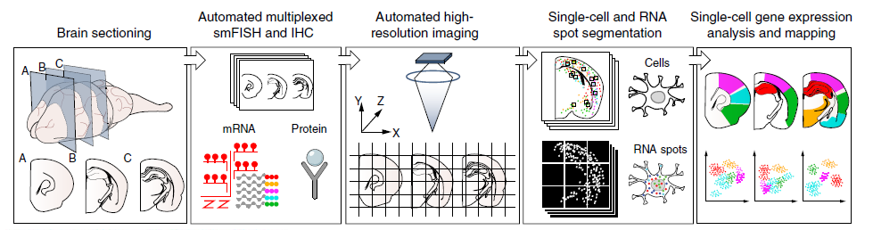 什么？珀金埃尔默高内涵竟然那么适合脑切片！！！