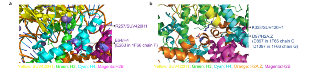 Nature 中国科学家揭示 DNA 复制起始的调控机制