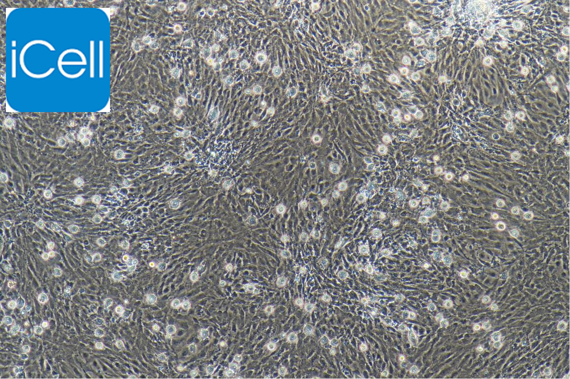 大鼠肺微血管内皮细胞/免疫荧光鉴定/镜像绮点（Cellverse）