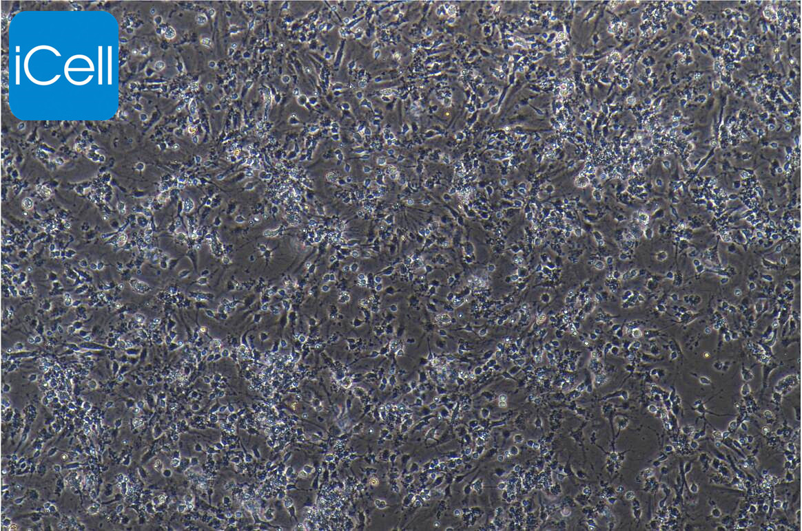 小鼠海马神经元细胞/免疫荧光鉴定/赛百慷（iCell）