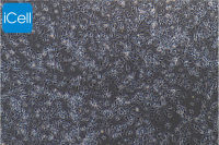 小鼠海马神经元细胞/免疫荧光鉴定/镜像绮点生物