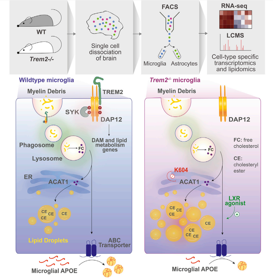 通过 ALPHA surefire ultra 技术进行定量的细胞水平磷酸化检测