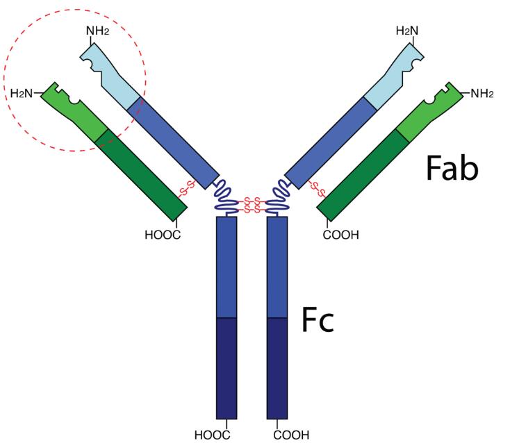 Anti-F2R Polyclonal Antibody