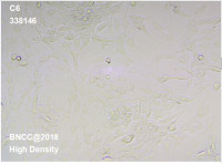 大鼠胶质瘤细胞C6