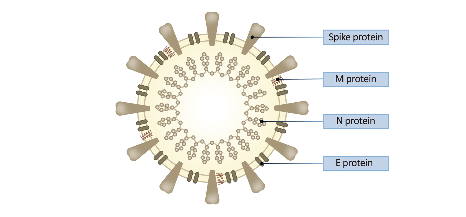 综述！新冠病毒生命周期与蛋白潜在功能