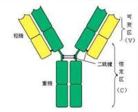 Anti-ATG4D Polyclonal Antibody图片