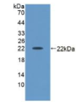 激活素A(ACVA)多克隆抗体