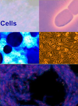 MSF小鼠皮肤成纤维细胞|MSF细胞|小鼠皮肤成纤维细胞|M