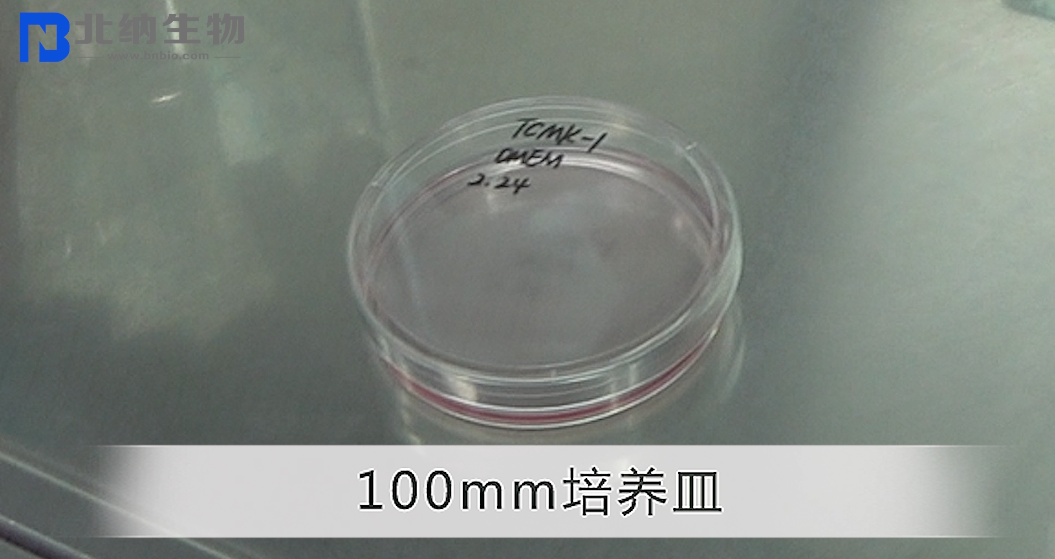 贴壁细胞如何传代？