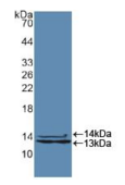 不均一核糖核蛋白A2/B1(HNRPA2B1）多克隆抗体