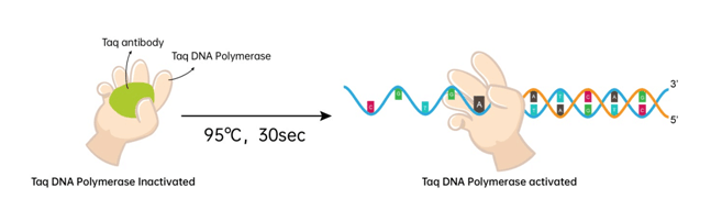 高封闭效率Taq antibody助力新冠病毒单拷贝数检测