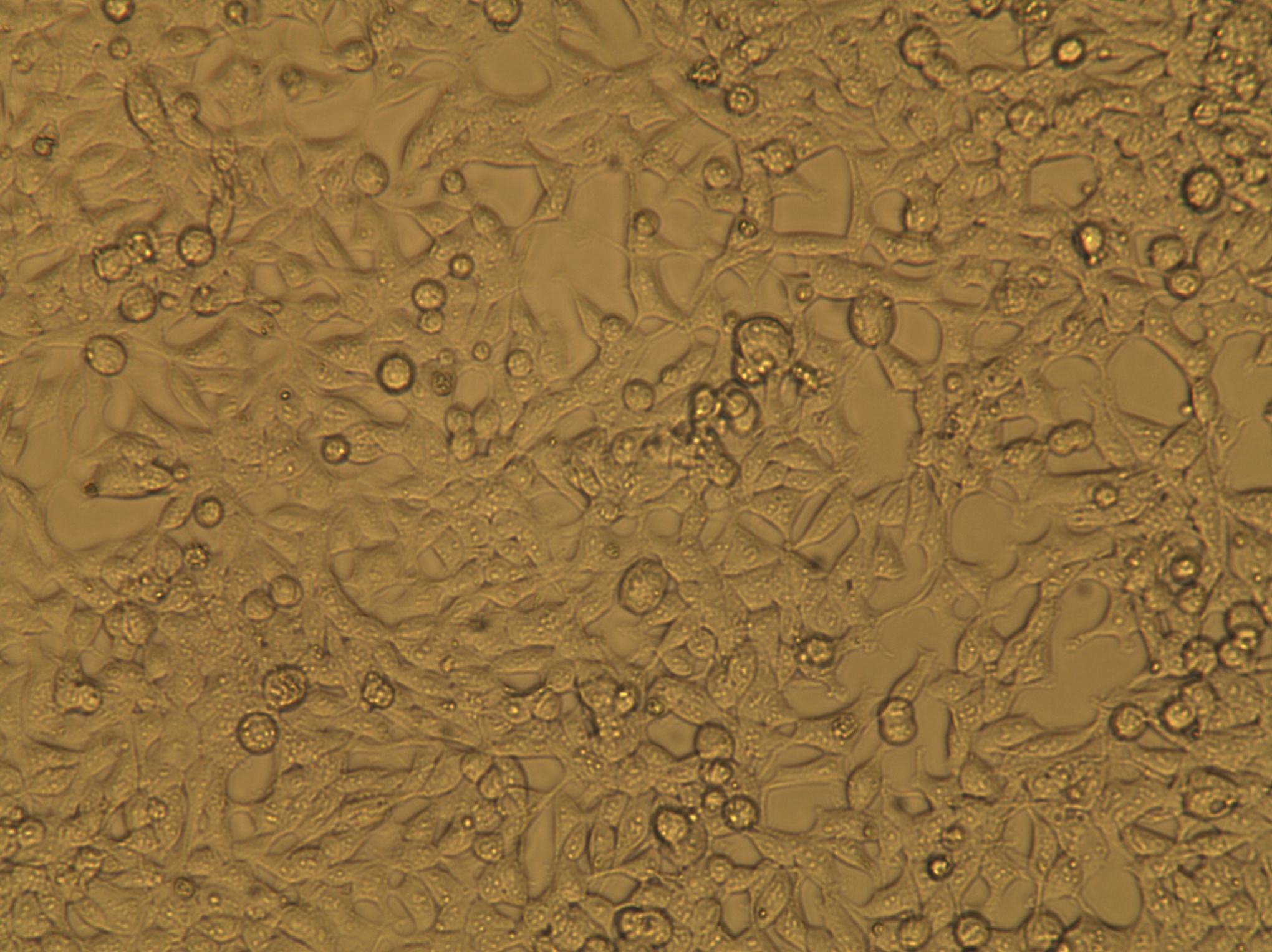 人胚肾细胞 293T细胞
