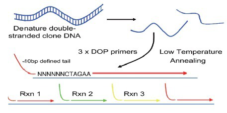 鲍氏不动杆菌PCR 检测试剂盒使用说明书