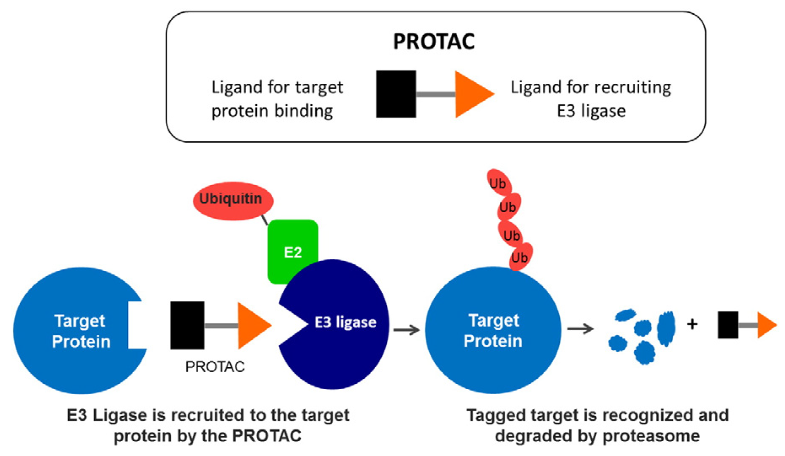 全自动定量Western Blot:全球PROTAC药物研发巨头的共同选择