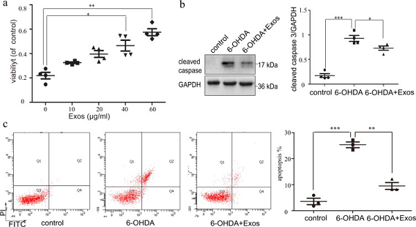 间充质干细胞来源的外泌体通过诱导自噬修复帕金森病模型