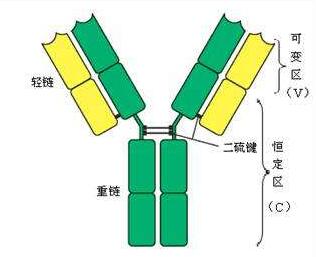 Anti-GABRA5 Polyclonal Antibody图片