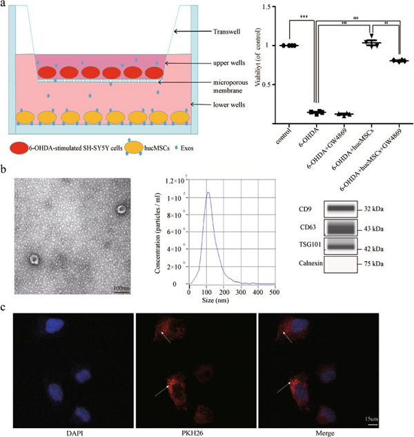 间充质干细胞来源的外泌体通过诱导自噬修复帕金森病模型