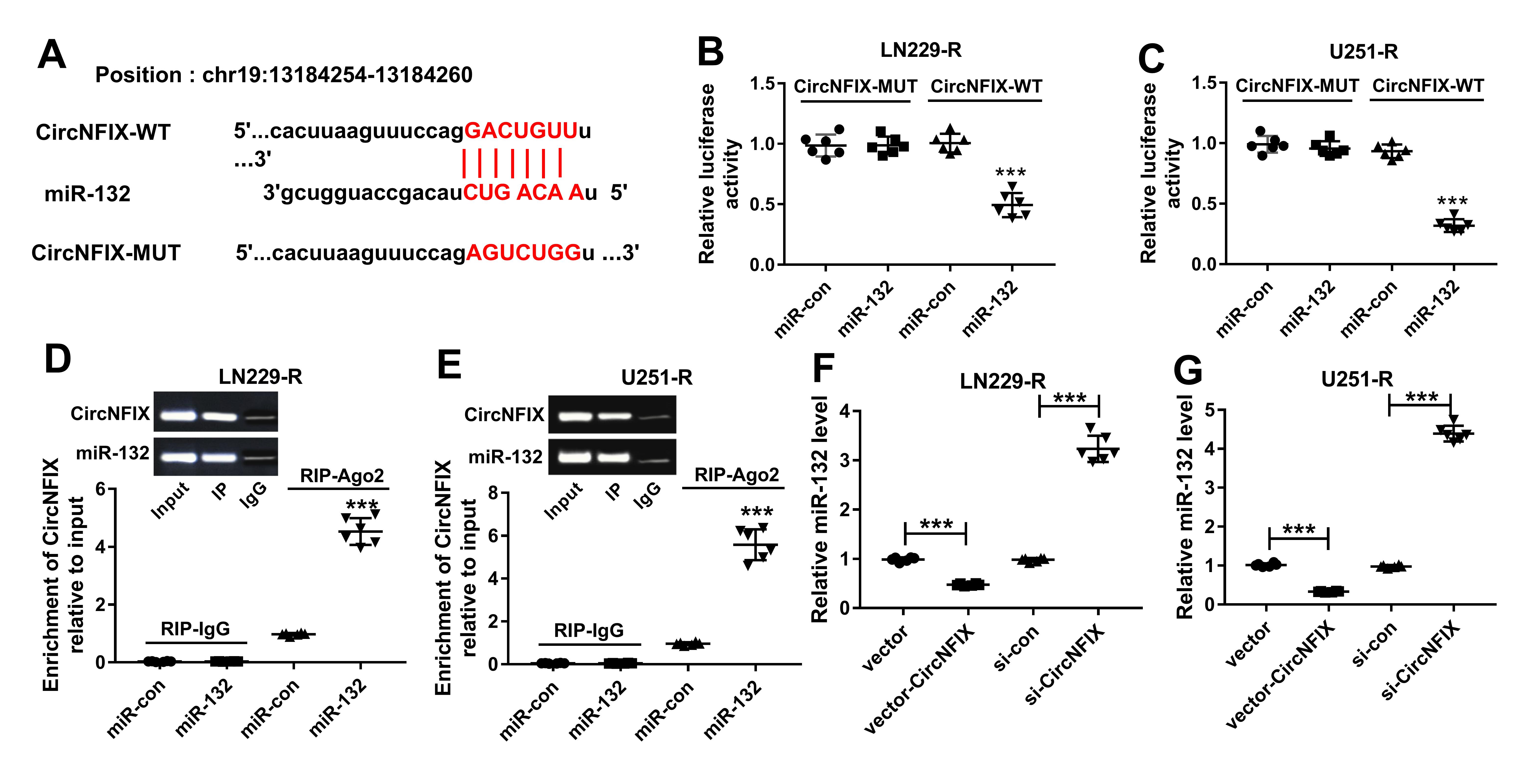 开局一个circRNA，如何反手一篇一区SCI？