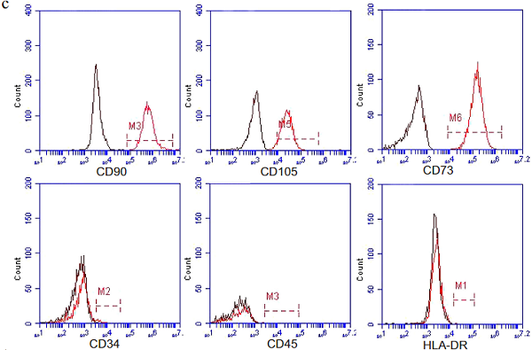 间充质干细胞来源的外泌体通过诱导自噬修复帕金森病模型